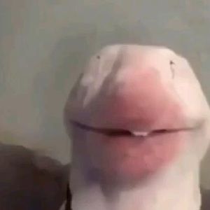 Meet your Posher, Hector